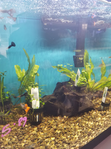 Pet Store «Tanks A Lot Aquariums», reviews and photos, 6680 Lantana Rd, Lake Worth, FL 33467, USA