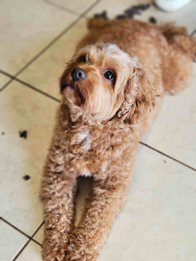 Pet Groomer «Foxy Mutts Grooming Salon», reviews and photos, 303 E Franklin St, Spencer, IN 47460, USA