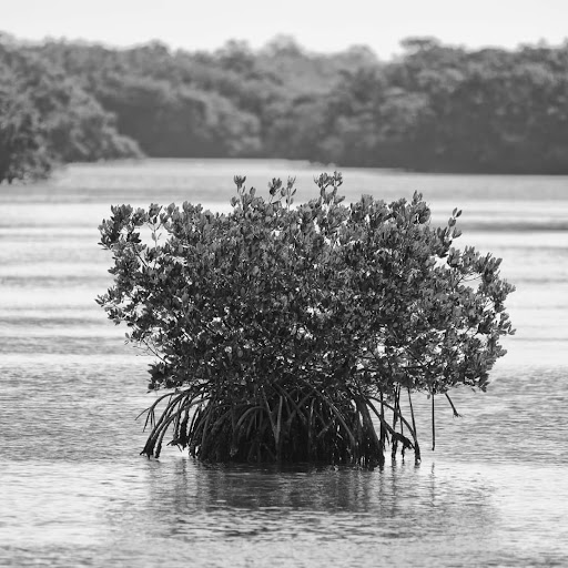 Wildlife Refuge «Ding Darling Wildlife Refuge», reviews and photos, 1 Wildlife Dr, Sanibel, FL 33957, USA