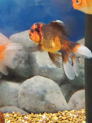 Pet Supply Store «Petco Animal Supplies», reviews and photos, 200 Center Blvd S, Christiana, DE 19702, USA