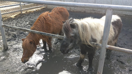 Park «Montebello Barnyard Zoo», reviews and photos, 600 Rea Dr, Montebello, CA 90640, USA