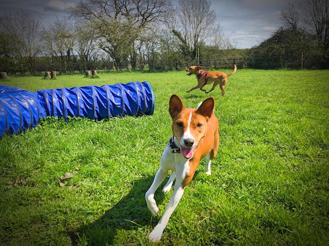 Reviews of Four Paws Adventure Academy in Bedford - Dog trainer