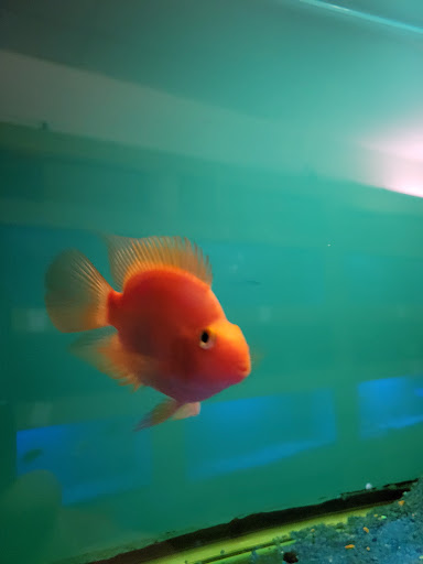 Tropical Fish Store «Ocean Aquarium», reviews and photos, 6820 E Black Horse Pike, Egg Harbor Township, NJ 08234, USA