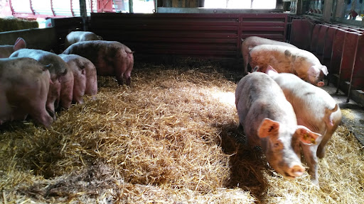 Tierarztpraxis Martin Leidig (für Schweine und Rinder) unter Mulfingen, Baden Württemberg