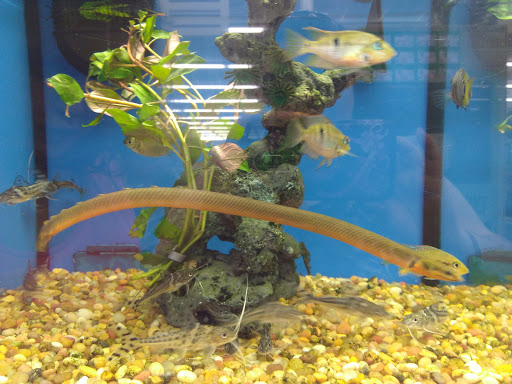 Pet Supply Store «Pet Supplies Plus», reviews and photos, 911 N Cable Rd a, Lima, OH 45805, USA