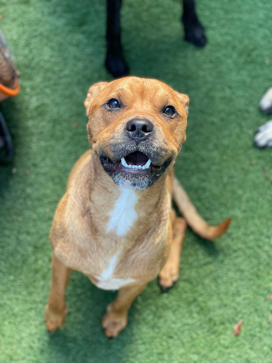 Pet Store «Bark Life Market», reviews and photos, 11220 Park Blvd N, Seminole, FL 33772, USA