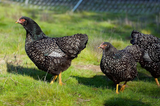 Chicken hatchery Santa Rosa