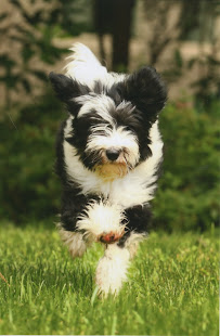 Whole Dog Institute - Photo 6 - Car repair in Durham, NC, Durham