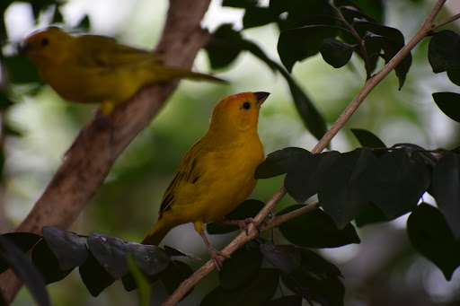 Zoo «Bronx Zoo», reviews and photos, 2300 Southern Blvd, Bronx, NY 10460, USA