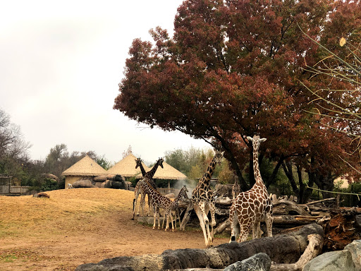 Zoo «Fort Worth Zoo», reviews and photos, 1989 Colonial Pkwy, Fort Worth, TX 76110, USA