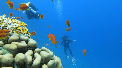 Zero Gravity Diving Club