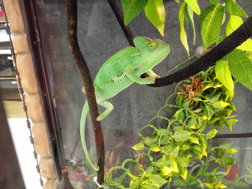 Pet Supply Store «Petco Animal Supplies», reviews and photos, 1624 Governors Square Blvd, Tallahassee, FL 32301, USA