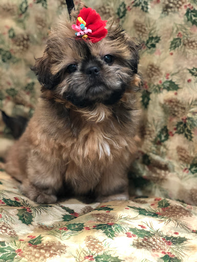 Pet Store «Canine Carousel», reviews and photos, 43135 Broadlands Center Plaza #129, Ashburn, VA 20148, USA