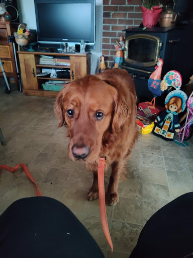 Pet Supply Store «Petco Animal Supplies», reviews and photos, 3717 S Meridian, Puyallup, WA 98373, USA