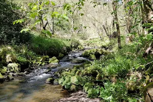 RSPB Coombes Valley image