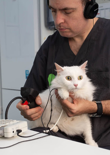 Amigato Clínica Felina en Murcia