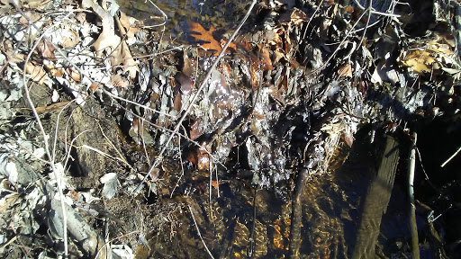 Park «Perrineville Lake Park», reviews and photos, 143 Baird Rd, Millstone, NJ 07726, USA