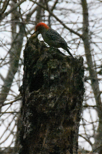 Nature Preserve «Elk and Bison Prairie», reviews and photos, Elk & Bison Prairie Rd, Golden Pond, KY 42211, USA