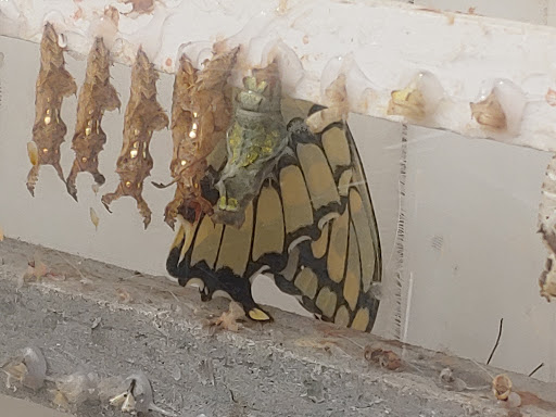 Park «Franklin Park», reviews and photos, 1 Franklin Park Rd, Boston, MA 02121, USA