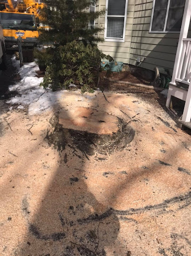 Devo's Tree & Stump removal