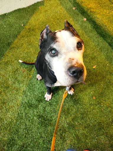 Centro Veterinario San Nicasio en Leganés