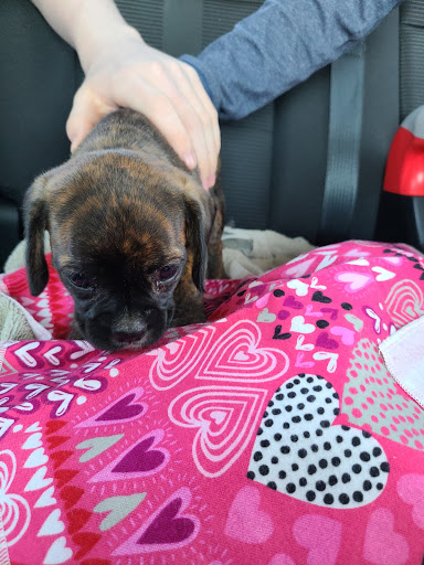 Pet Store «AA Ridgewood Kennels II», reviews and photos, 5401 Lincoln Hwy, Gap, PA 17527, USA