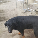 Photo n° 8 de l'avis de Stephane.l fait le 17/03/2018 à 17:53 pour Ferme des 4 Étoiles à Auffargis