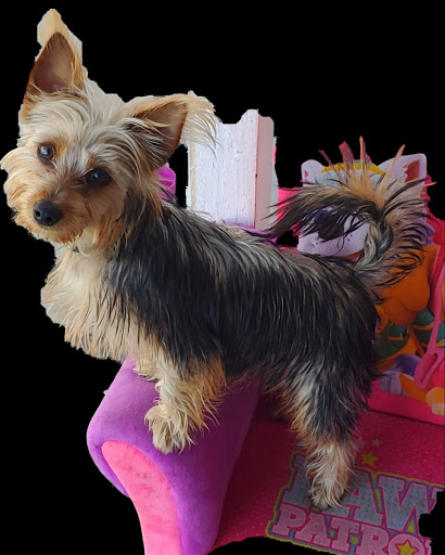 Pet Supply Store «Petco Animal Supplies», reviews and photos, 4663 Firestone Blvd, South Gate, CA 90280, USA