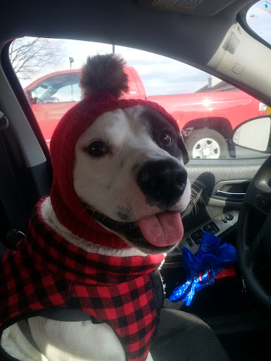 Pet Supply Store «Petco Animal Supplies», reviews and photos, 1574 N Dupont Hwy #300, Dover, DE 19901, USA