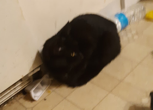 Pet Supply Store «Pet Supplies Plus», reviews and photos, 4405 Milestrip Rd, Blasdell, NY 14219, USA