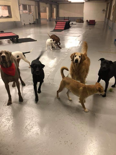 The Dirty Dog Pet Services, LLC