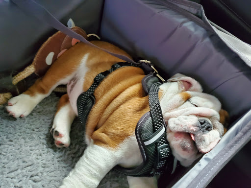 Pet Supply Store «PetSmart», reviews and photos, 2920 Little Rd, Trinity, FL 34655, USA