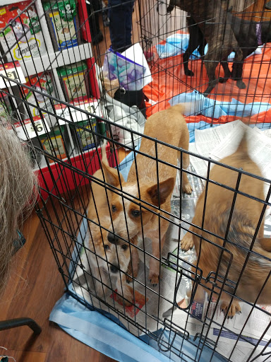 Pet Store «Pet Valu», reviews and photos, 1301 W Skippack Pike, Blue Bell, PA 19422, USA