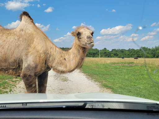 Zoo «Tupelo Buffalo Park & Zoo», reviews and photos, 2272 Coley Rd, Tupelo, MS 38801, USA