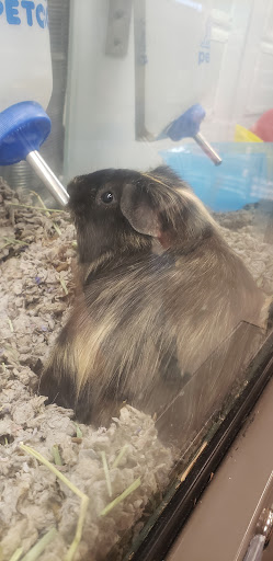 Pet Supply Store «Petco Animal Supplies», reviews and photos, 3577 S Rainbow Blvd, Las Vegas, NV 89103, USA