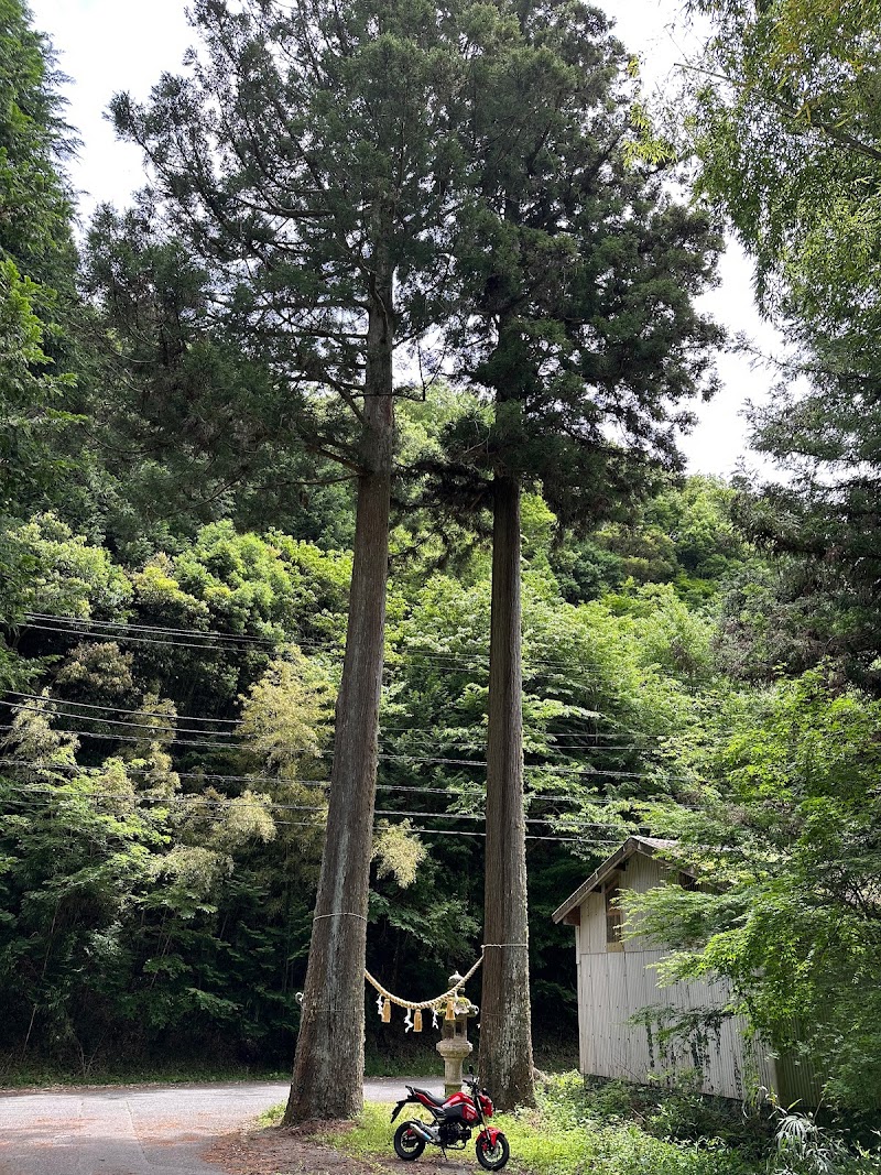 八幡宮の大杉