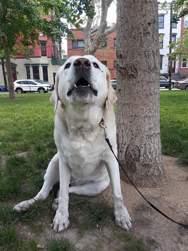 Dog Park «Church Square Park Dog Park», reviews and photos, 401-449 Willow Ave, Hoboken, NJ 07030, USA