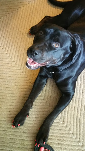 Pet Supply Store «Petco Animal Supplies», reviews and photos, 2435 N Hwy 67, Florissant, MO 63033, USA