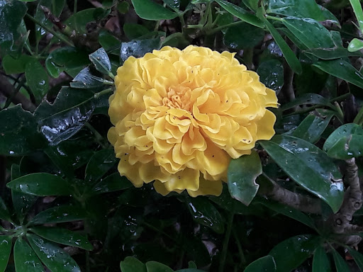 Park «Coral Reef Park», reviews and photos, 7895 SW 152nd St, Palmetto Bay, FL 33157, USA