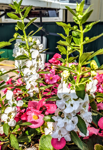 Coffee Shop «Kalona Coffee House», reviews and photos, 425 B Ave, Kalona, IA 52247, USA