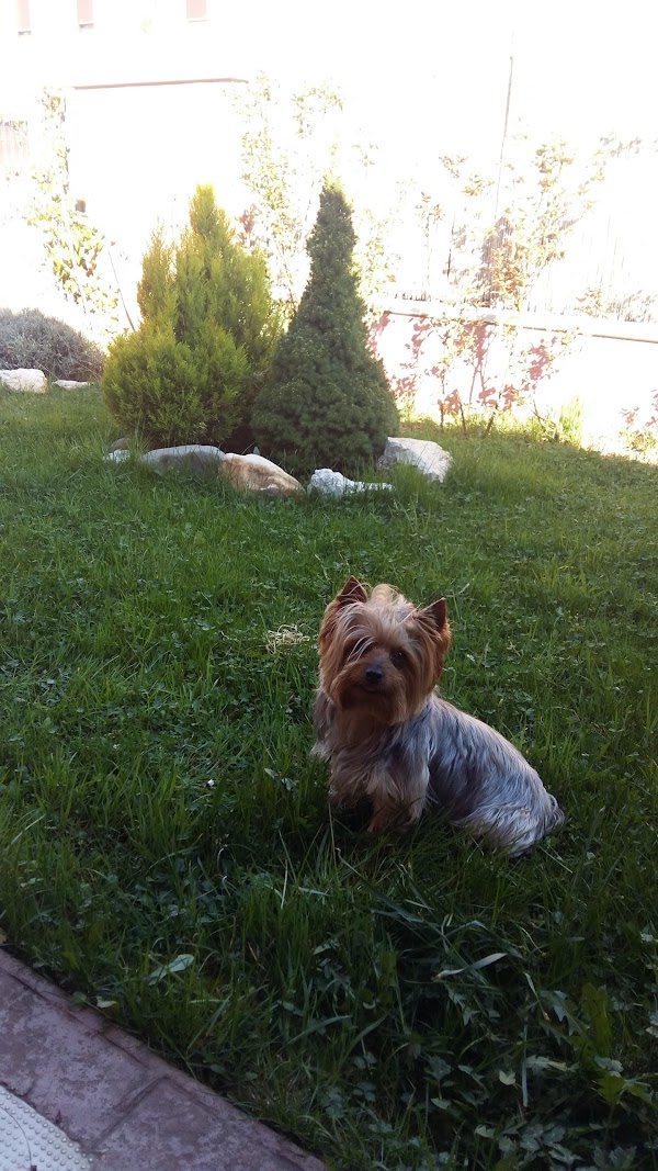 Imagen de Clinica Veterinaria Nova Albeiteria . Jaime Lopez (3 de 6)