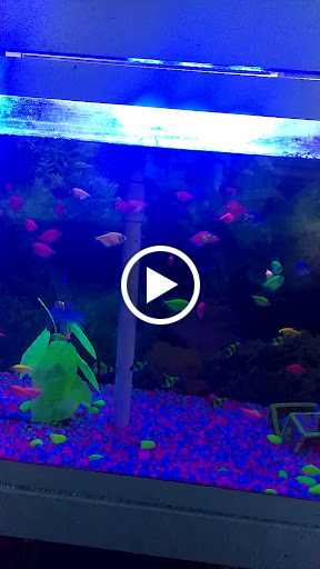 Pet Supply Store «D & D Pet Center», reviews and photos, 8813 Michigan Ave, Detroit, MI 48210, USA