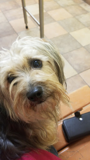 Pet Supply Store «PetSmart», reviews and photos, 777 S Willow St, Manchester, NH 03103, USA