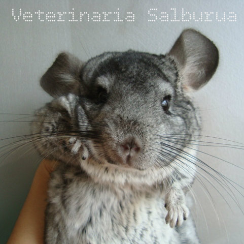 Imagen de Clínica Veterinaria Salburua (13 de 19)