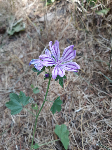 Golf Course «Riverside Disc Golf Course», reviews and photos, 7926 Riverside Rd E, Sumner, WA 98390, USA
