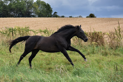 Labeur Marianne à Ham