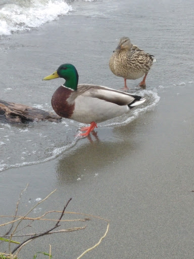 Park «Juanita Beach Park», reviews and photos, 9703 NE Juanita Dr, Kirkland, WA 98034, USA