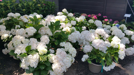 Florist «The Green Fashion Florist», reviews and photos, 915 S Claremont St, San Mateo, CA 94402, USA