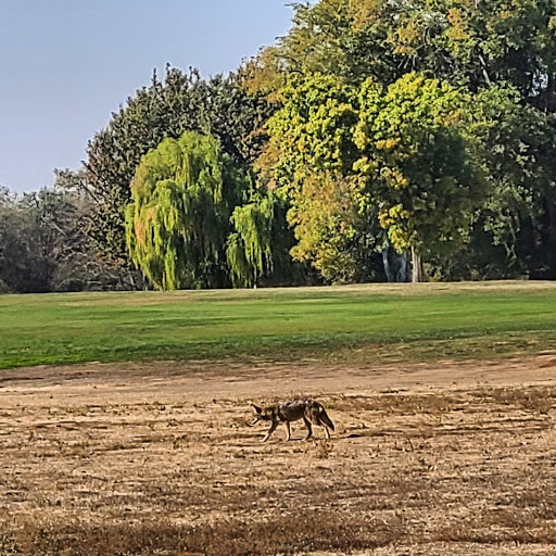 Golf Course «Haggin Oaks Golf Complex», reviews and photos, 3645 Fulton Ave, Sacramento, CA 95821, USA