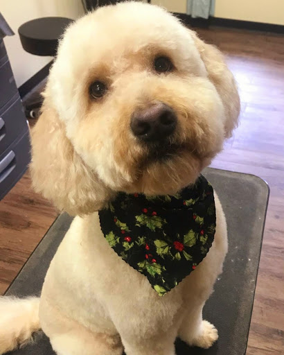 Pet Groomer «U Dirty Dog», reviews and photos, 232 Stevens Entry, Peachtree City, GA 30269, USA